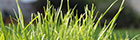 Illustration d'herbes pouvant former des taches textiles difficiles à nettoyer Les herbes peut entrainer la formation de taches difficiles à nettoyer sur les vêtements